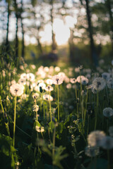 White fluffy dandelions on the background of a green forest in the evening