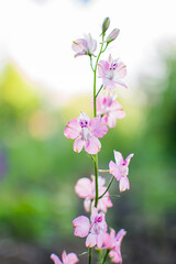 pink flowers in spring in garden, blurred background