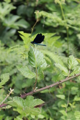 blackbird on a branch