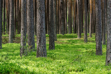 Tuchola Forest