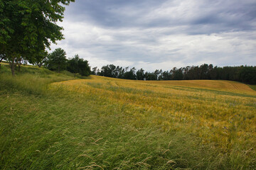 Obraz premium Weitwinkelansicht eines hügeligen Getreidefeldes in der thüringischen Landschaft bei Schöps im Saaletal, Deutschland