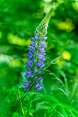 The multi-leaved lupine, scientifically known as Lupinus polyphyllus, is a perennial plant characterized by its striking, racemose inflorescences and its ability to fix nitrogen