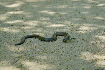 Vipère péliade sur le sable .