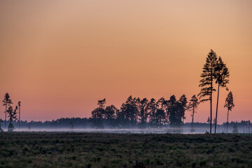 Poland. Over 100ha of Tuchola Forest destroyed by a hurricane in August 2017