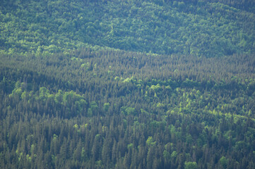Green forest in the Carpathian mountains