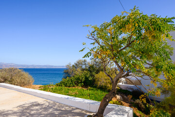 Tree on the terrace overlooking the Aegean Sea. Piso Livadi, Paros island, Greece