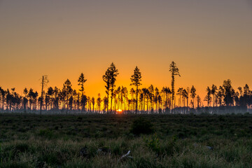 Naklejka premium Poland. Over 100ha of Tuchola Forest destroyed by a hurricane in August 2017
