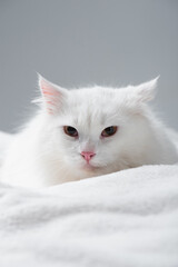 fluffy and white cat on blanket isolated on grey