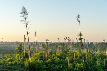 Obraz premium Poland. Over 100ha of Tuchola Forest destroyed by a hurricane in August 2017