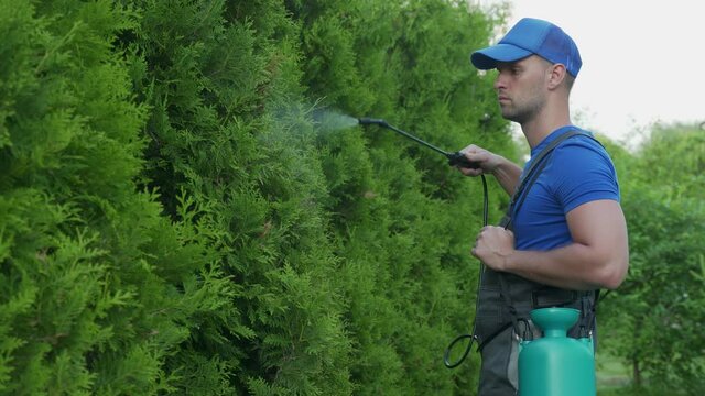 Gardener applying insecticide fertilizer to his thuja using a sprayer