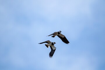 Obraz premium Two black and white nothern lapwing birds flying close to each other on a partially blue sky. It is also known as the vanellus vanellus, peewit or pewit, tuit or tew-it, green plover or pyewipe.