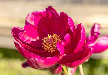 the flower of the red tree peony blooms on a sunny day