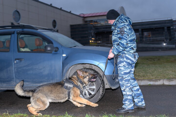 Female police officer with a trained dog sniffs out drugs or bomb in the car. Terrorist attacks...