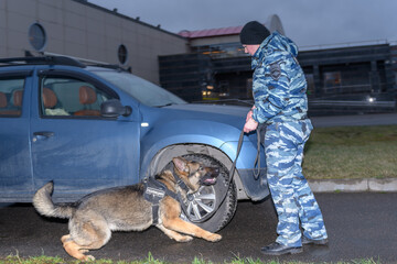 Female police officer with a trained dog sniffs out drugs or bomb in the car. Terrorist attacks...