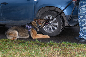 German shepherd police dog sniffs out drugs or bomb in the car. Terrorist attacks prevention. Security.