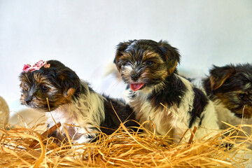 Little puppies sit together in threesome. Decoration with dogs and straw. A family of small pets.