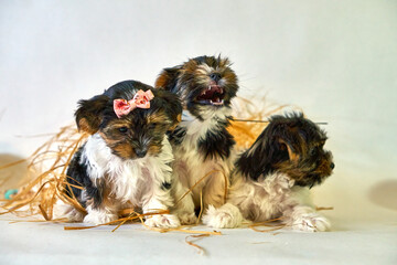 Little puppies sit together in threesome. Decoration with dogs and straw. A family of small pets.