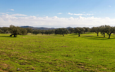 Fototapeta premium Cork oaks forest in autumn 