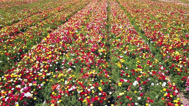 Rows of colorful tulips on the field. Colorful flower field. 