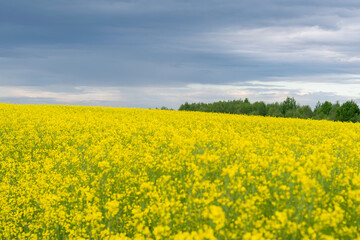 Obraz premium Field planted with yellow rapeseed. Agricultural land. A bright, beautiful landscape of contrasting colors. Horizontal photo. 
