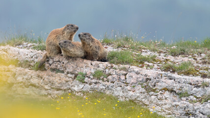 Family of marmots on burrow (Marmota marmota)