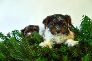 Puppy in the fir branches. Christmas card with dogs.