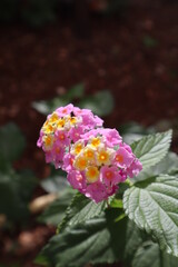 flowers in the garden