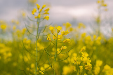 Obraz premium Agricultural plant of yellow color - rape growing in the field. Selective focus. Horizontal photo. 