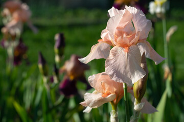 Beautiful iris flowers on a flower bed in the garden, illuminated by sunlight. Selective focus. Horizontal photo. 