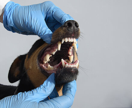 examination of the teeth of the dog jagdterrier by a veterinarian with hands in medical gloves