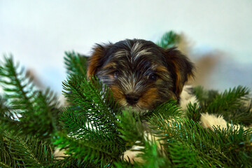 Puppy in the fir branches. Christmas card with dogs.