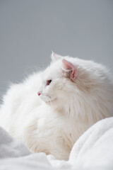 fluffy cat on soft and white blanket isolated on grey