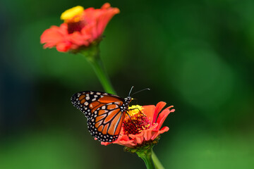 Butterfly, flower, nature 