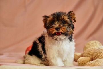 Biewer terrier puppies with bows on the won. Healthy puppy with flowers. At home