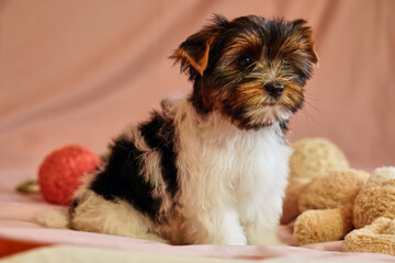 Biewer terrier puppies with bows on the won. Healthy puppy with flowers. At home