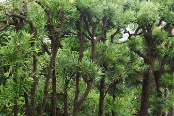 Yew plum pine (Podocarpus Podocarpus macrophyllus) leaves and berries. Podcarpaceae evergreen...