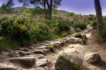 Cairngorms National Park, Aberdeenshire, Scotland, UK. Scottish rural landscape.