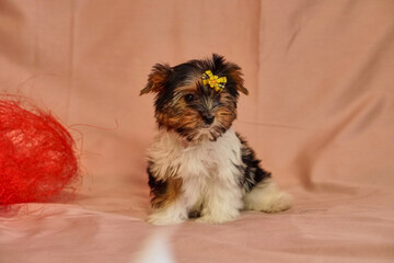 Biewer terrier puppies with bows on the won. Healthy puppy with flowers. At home