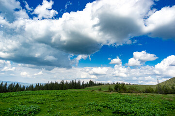 Obraz premium A meadow among a coniferous forest in the Carpathian mountains in Ukraine. Travel and rest in Ukraine.
