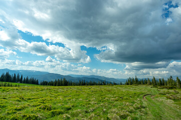 A meadow among a coniferous forest in the Carpathian mountains in Ukraine. Travel and rest in Ukraine.