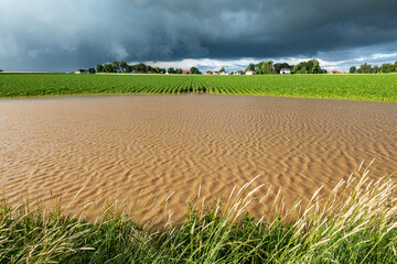 Champ de pomme de terre inondé suite à de violents orages. Ciel très nuageux et orageux