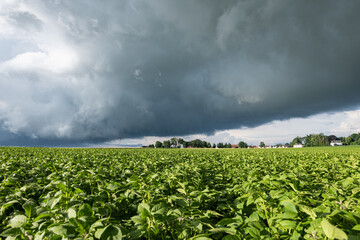 Champ de pomme de terre inondé suite à de violents orages. Ciel très nuageux et orageux