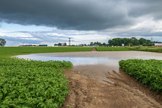 Champ de pomme de terre inond&eacute; suite &agrave; de violents orages. Ciel tr&egrave;s nuageux et orageux