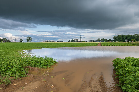Champ de pomme de terre inond&eacute; suite &agrave; de violents orages. Ciel tr&egrave;s nuageux et orageux