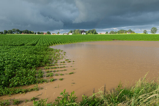 Champ de pomme de terre inond&eacute; suite &agrave; de violents orages. Ciel tr&egrave;s nuageux et orageux