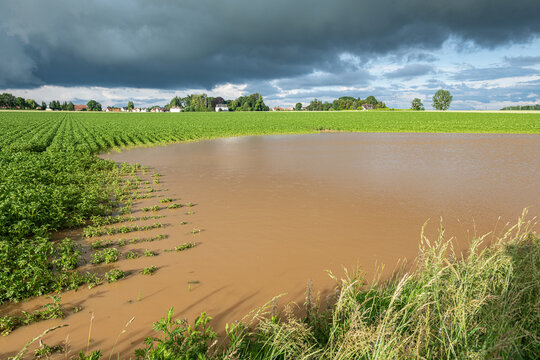 Champ de pomme de terre inond&eacute; suite &agrave; de violents orages. Ciel tr&egrave;s nuageux et orageux