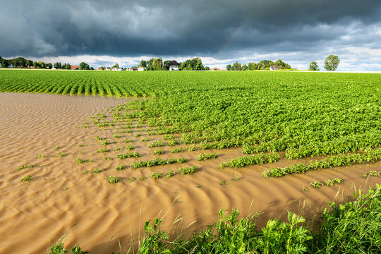 Champ de pomme de terre inond&eacute; suite &agrave; de violents orages. Ciel tr&egrave;s nuageux et orageux