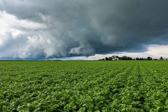 Champ de pomme de terre inond&eacute; suite &agrave; de violents orages. Ciel tr&egrave;s nuageux et orageux