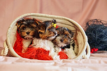 Biewer terrier puppies sit together. Healthy and cheerful dog children at home.