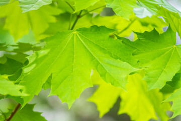 Spring branches of maple tree with fresh green leaves